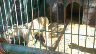 Mengintip Kebun Binatang Mini di Pabrik Sido Muncul