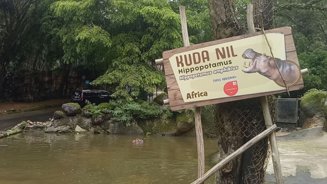 Pengunjung Taman Safari mencekoki hewan dengan minuman keras