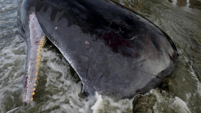 Autopsi paus yang mati terdampar (foto ilustrasi)