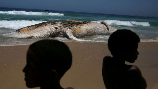 Paus mati di tepi pantai Rio de Janeiro, Brasil