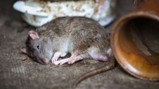 14 Cara Jitu dan Murah Basmi Tikus di Rumah