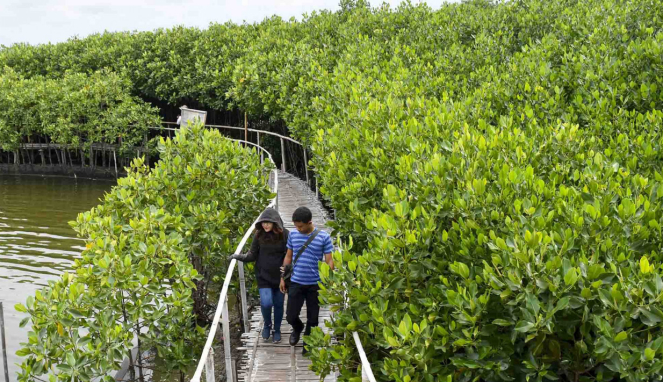Wisata Hutan Bakau atau Mangrove