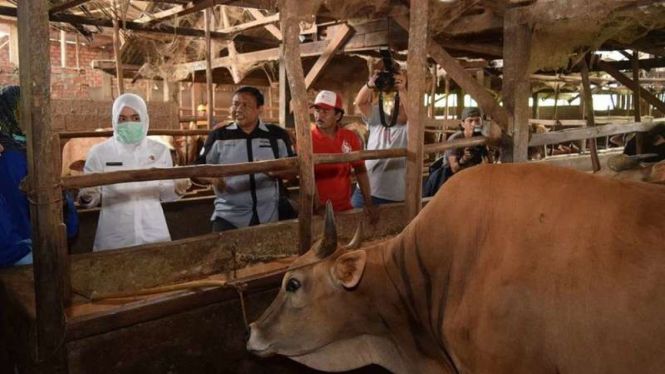 Wakil Walikota Palembang Fitrianti Agustinda saat meninjau potensi masuknya virus Jembrana di peternakan sapi kawasan Gandus, Palembang, Kamis (23/11/2017). 