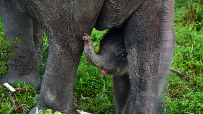 Ilustrasi-Bayi gajah