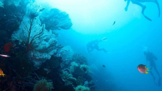 Keindahan bawah laut Pulau Menjangan, Bali