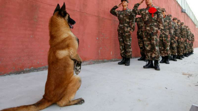 Anjing ikut sikap sempurna meniru prajurit memberi hormat