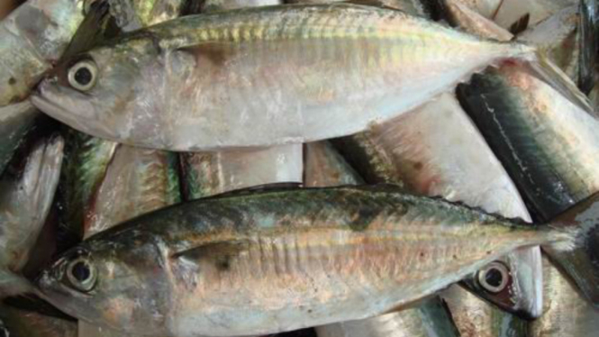 Ikan kembung.