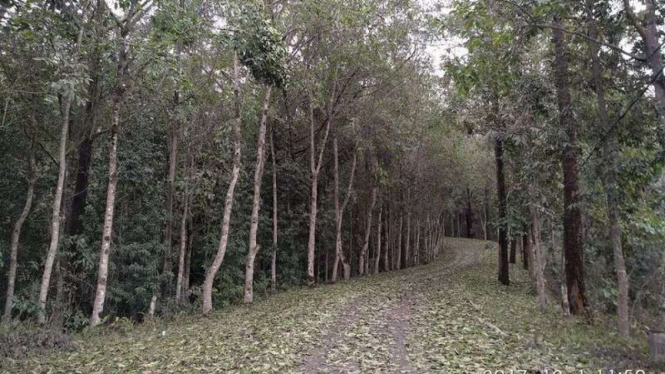 Pohon-pohon di Bali yang kena dampak debu vulkanik Gunung Agung.