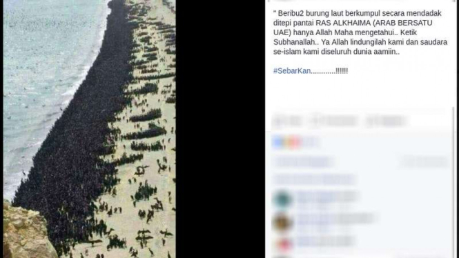 Gambar burung laut yang menepi di sebuah pantai Uni Emirat Arab yang menjadi viral di jejaring sosial.