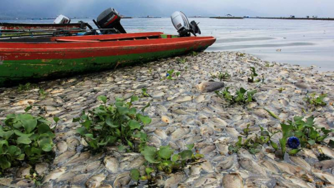 Puluhan ton ikan di Danau Maninjau, Kabupaten Agam, Sumatera Barat, pada Senin, 4 Desember 2017.