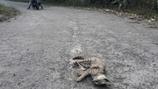 Hewan Mati Bergelimpangan di Zona Merah Gunung Agung