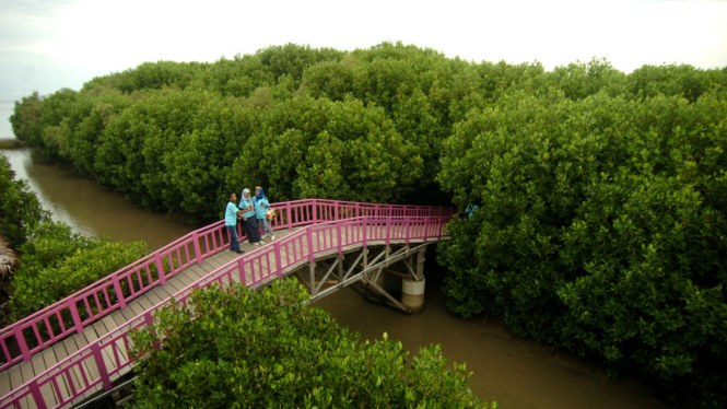 Wisata edukasi hutan mangrove pesisir Utara