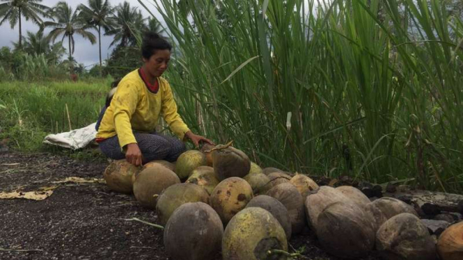 Seorang petani kelapa di Kabupaten Karangasem memeriksa hasil panennya pasca terdampak paparan abu vulkanik Gunung Agung, Jumat (8/12/2017).