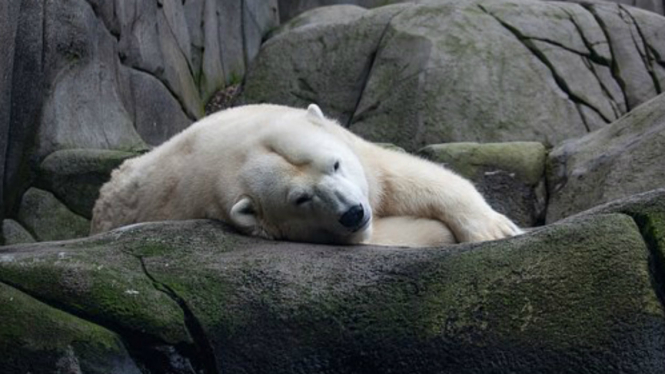 Ilustrasi beruang kutub yang tampak lesu