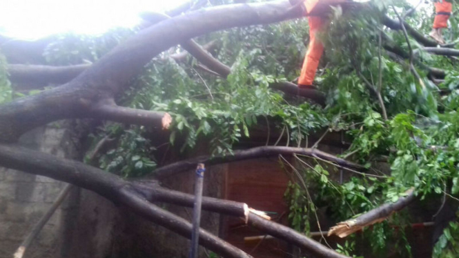 Pohon tumbang timpa rumah di Jakarta Timur
