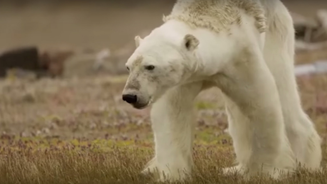 Beruang kutub terdampak perubahan iklim