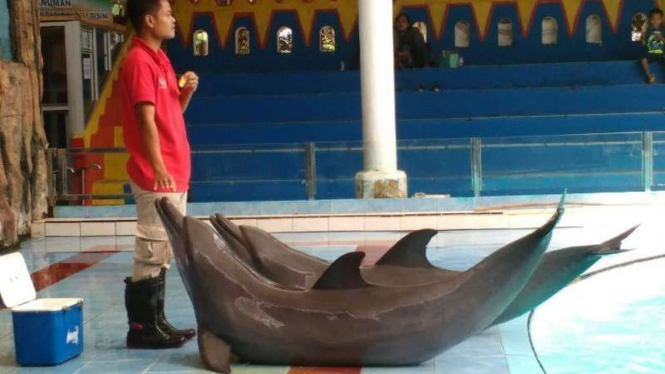 Atraksi lumba-lumba di Pantai Cahaya, Kabupaten Kendal, Jawa Tengah