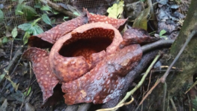 Bunga Rafflesia spesies langka