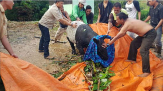 Hewan Langka Tapir Masuk Permukiman Warga