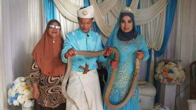 Ada Ular King Kobra di Pelaminan, Kedua Mempelai Malah Asyik