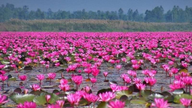 The Red Lotus Sea, Udon Thani, Thailand