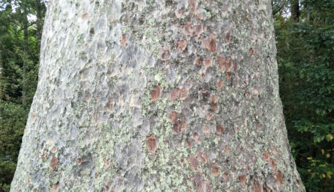 Batang pohon Kauri.