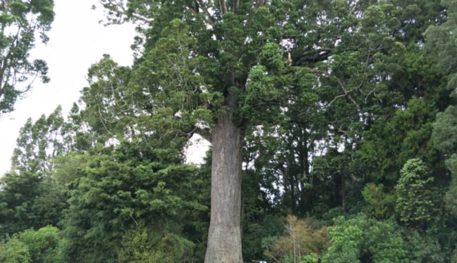 Pohon Kauri.