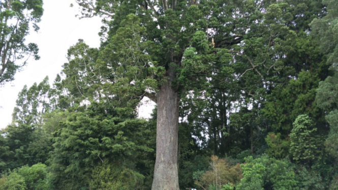 Pohon Kauri.