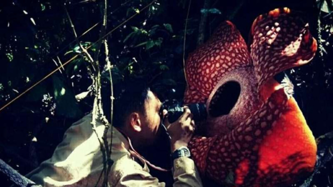 Rafflesia langka jenis Tuan Mudae di Kawasan Cagar Alam Maninjau