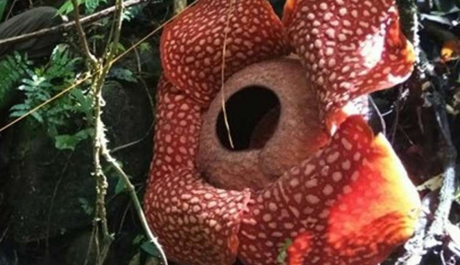 Rafflesia langka jenis Tuan Mudae di Kawasan Cagar Alam Maninjau