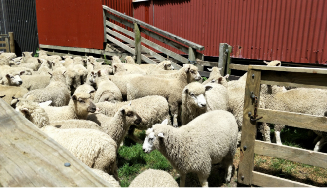 Domba-domba di Agrodome, Rotorua, Selandia Baru.