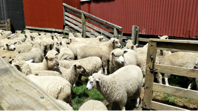 Domba-domba di Agrodome, Rotorua, Selandia Baru.