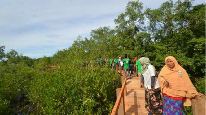 Hutan Mangrove di Pariaman yang hampir mati, kini jadi lokasi wisata