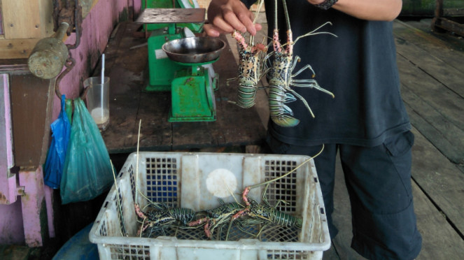 Udang lobster.