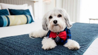 Ini Buster, Anjing Pintar yang Jadi Pekerja Hotel Berbintang
