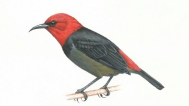 Spesies baru burung Myzomela irianawidodoae