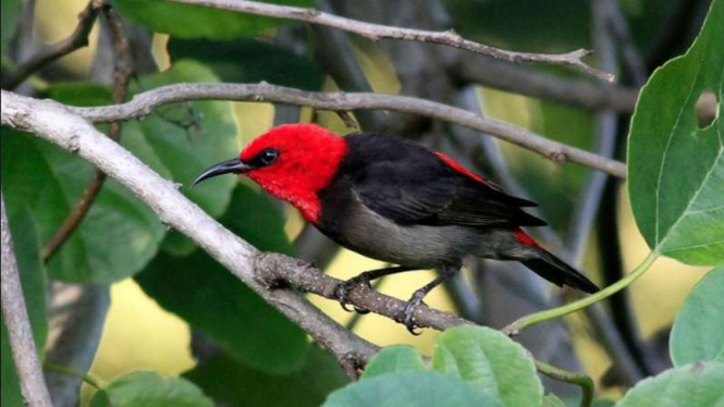 Spesies burung baru dari Pulau Rote yang dinamai dengan nama ibu negara Iriana Widodo, Myzomela Irianawidodoae.
