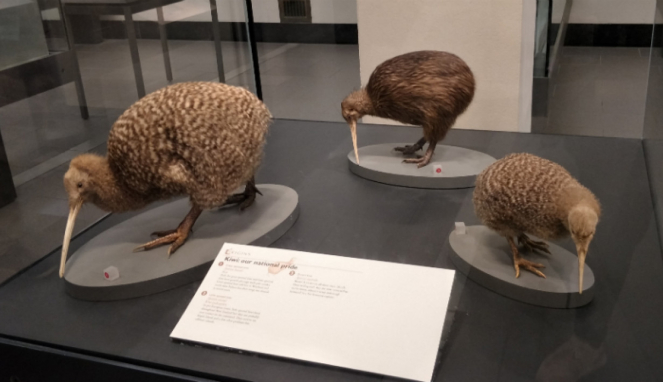Replika burung kiwi di Auckland Museum, Selandia Baru.