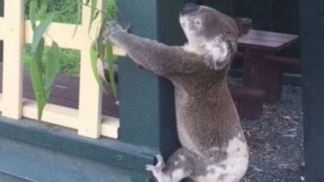 Koala, hewan lucu ini mati mengenaskan.
