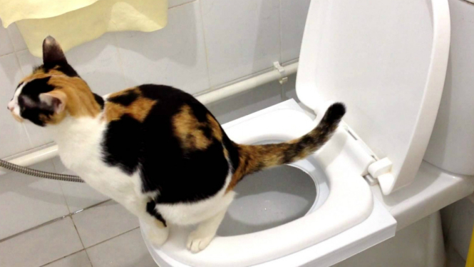 Kucing buang air di toilet