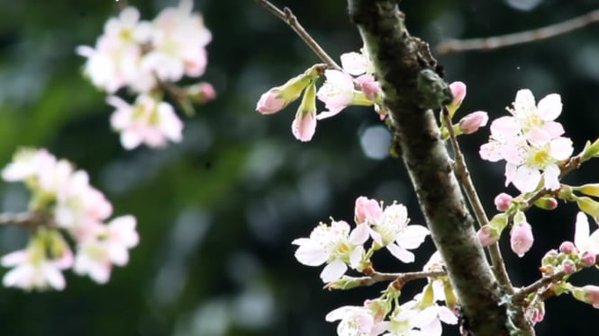 Cantiknya Bunga Sakura Mekar Di Kebun Raya Cibodas Viva
