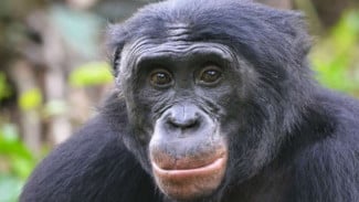 Study Shows Humans and Apes Have Common Body Language