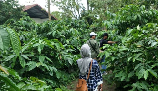 Wisata Keboen Kopi di Blitar Jawa Timur