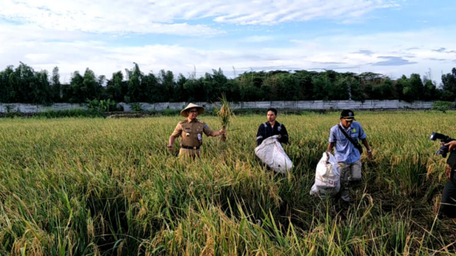 Gubernur DKI Jakarta Anies Baswedan memanen padi di kawasan Cakung 