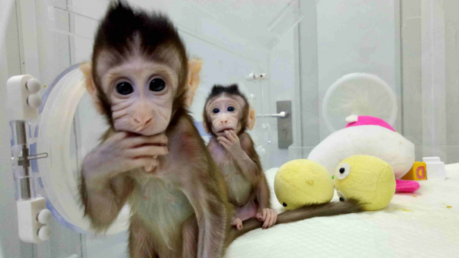 Monyet kloning Zhong Zhong dan Hua Hua