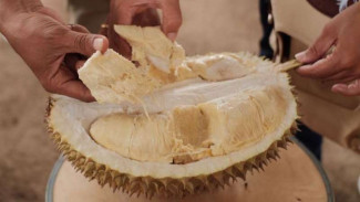 Mencicip Manis Legitnya Durian Slumbung