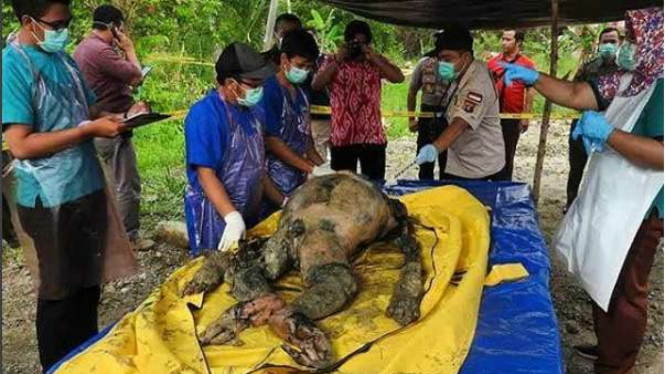 Kondisi bangkai orangutan yang ditemukan di Kalimantan Tengah.