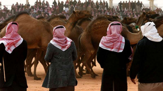 Festival Unta di Saudi