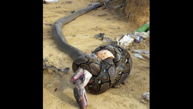 Pertarungan antara ular sanca dan King Kobra