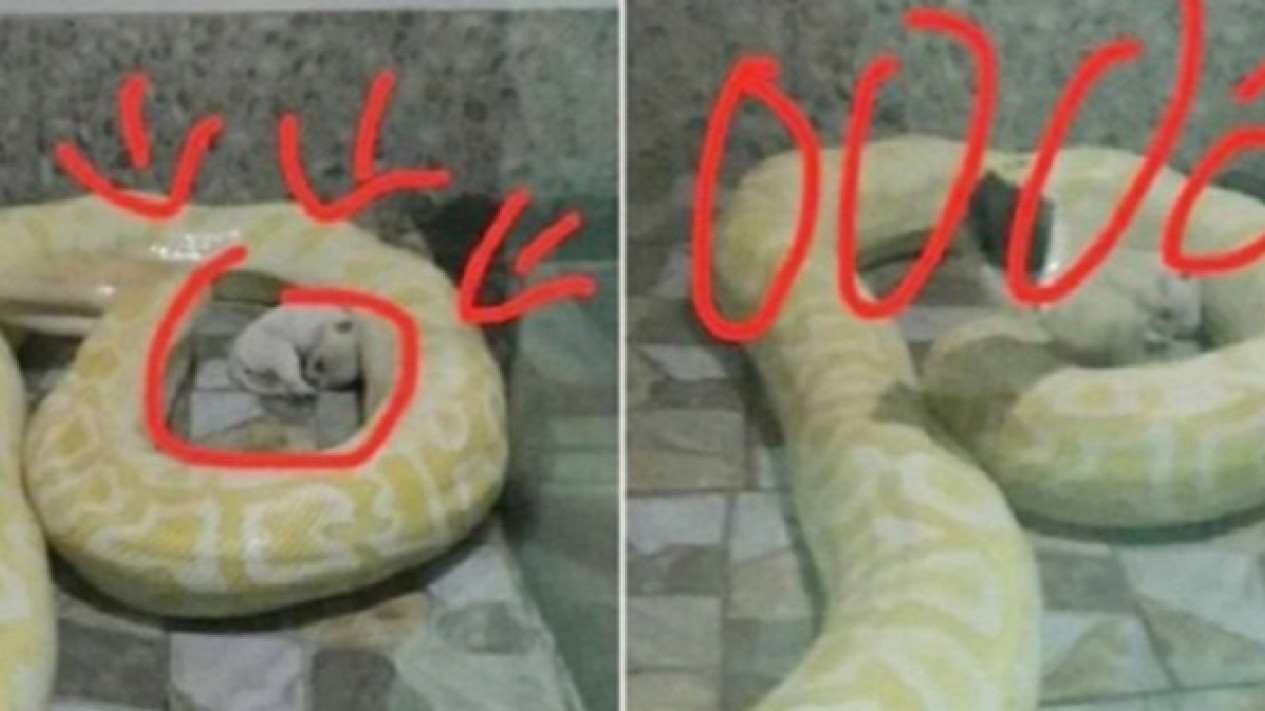 Heboh Ular Piton Diberi Makan Anak Anjing Hidup